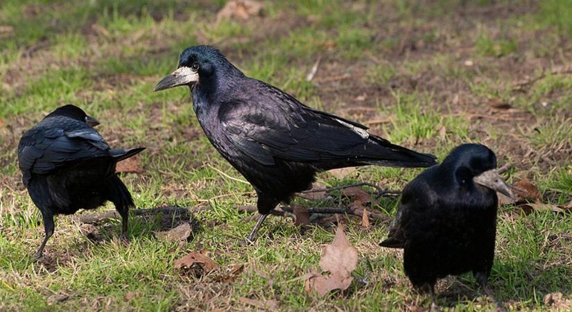 „Hontalanná" válnak a varjak, száműzik a belvárosból a népes kolóniát