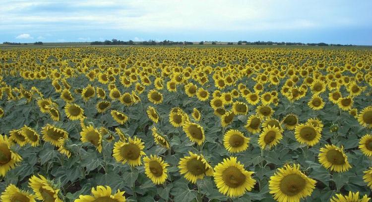 A növényfelépítés és a termőképesség szorosan összefügg