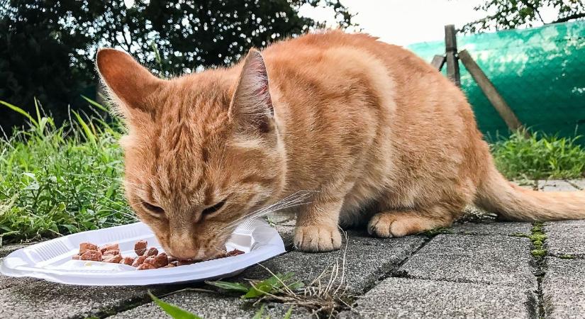 Aggódnak a gazdik: több cica is eltűnt vagy elpusztult egy vasi faluban