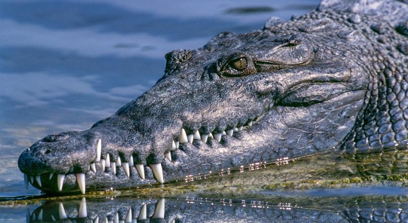 Majdnem leharapta a fejét a krokodil egy ausztrál úszónak
