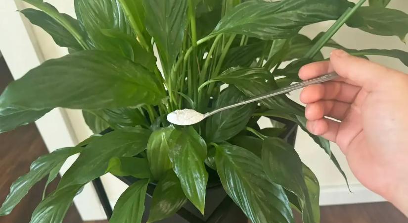 Csak ezt add a vitorlavirágnak – és ontani fogja a hófehér virágokat