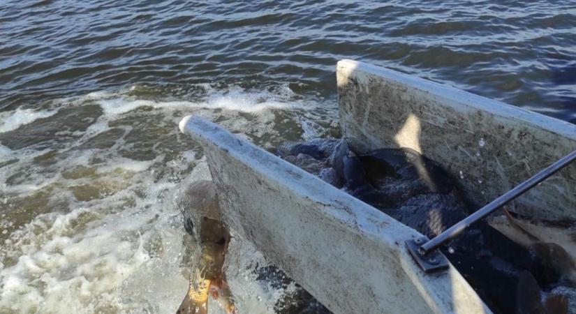 Egy tonna éhes pontyot telepítettek ebbe a dunántúli tóba