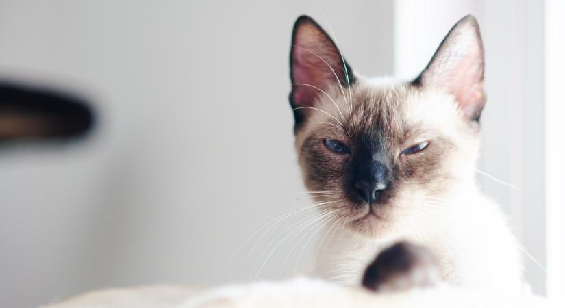 Ezek a tünetek jelzik, hogy macskád neurológiai rendellenességgel küzd