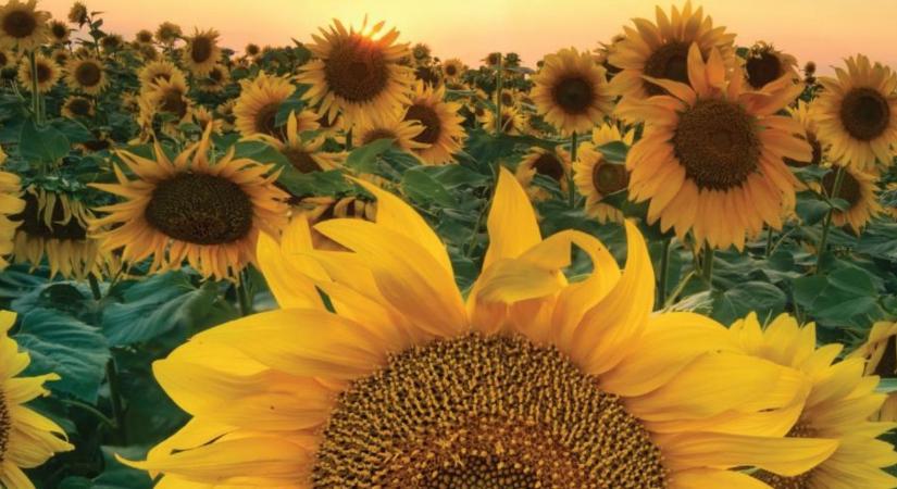 Vízhiányban is versenyképesen – a napraforgó alkalmazkodóképessége