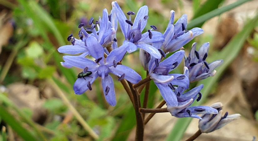 Ligeti csillagvirág, ami hagymából fejlődik, de hangyák hordják szét a magját