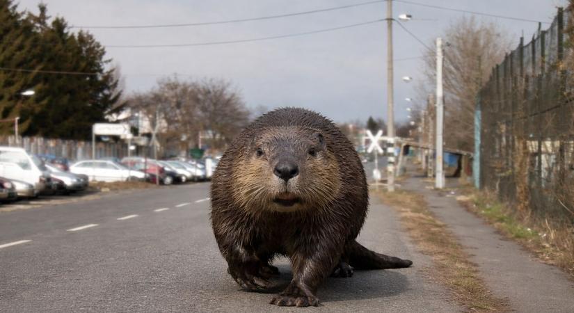 Mától egy hód sebességével közlekedhetsz Nyíregyházán!