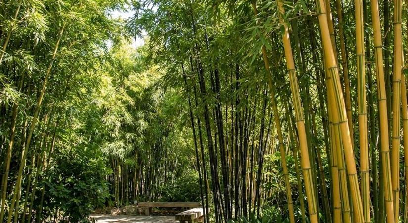 Amikor a kert susogni kezd – A Phyllostachys bambuszok világa