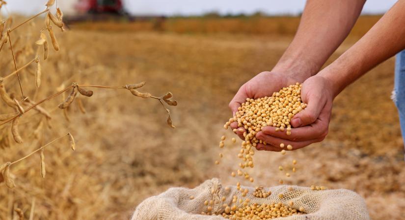 Leáldozóban a kukoricának: itt, ez a növény lehet az év nagy nyertese