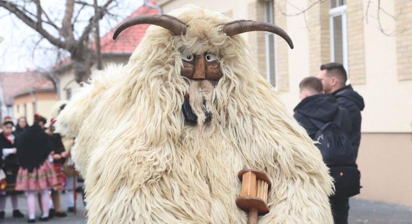 Valódi busók érkeznek a megyébe – farsangi különlegesség a hétvégén!