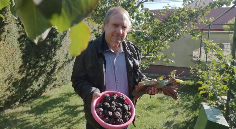 Csapást mért a fagy a dióburok-fúrólégyre? Reménykednek a somogyi gazdák