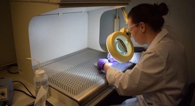 Csontvázak is bizonyítják a középkori társadalom mély tagozódását