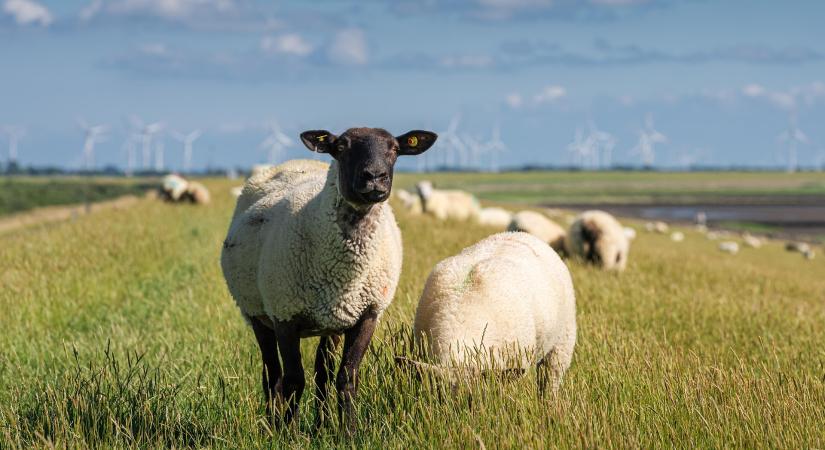 Stabil alapokon a juh- és kecskeágazat