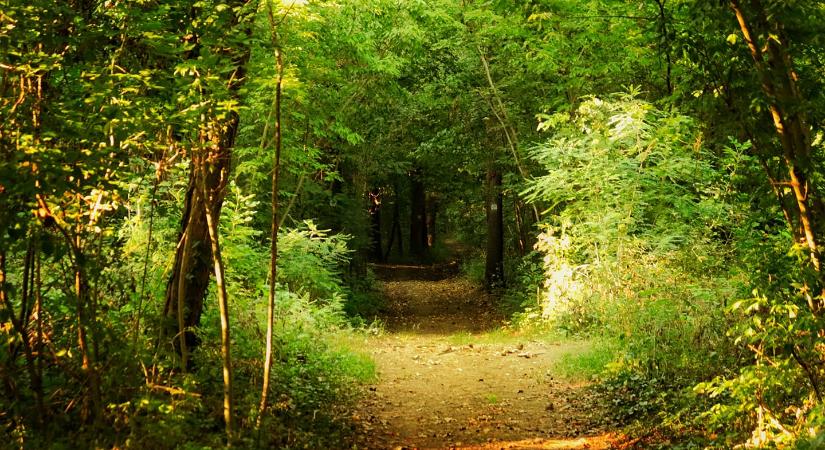 Új kulturális programokat tervez Vásárhely a természet lágy ölén