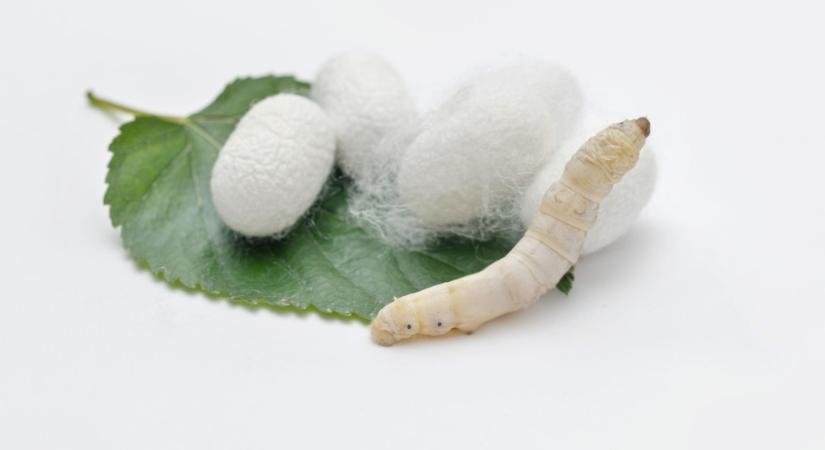 A „szuperselyem” forradalmasíthatja az orvoslást és az ipart