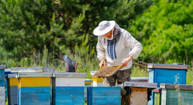A tavalyi katasztrófa után most jön az igazi próba: erre számíthatnak a méhészek 2026-ban