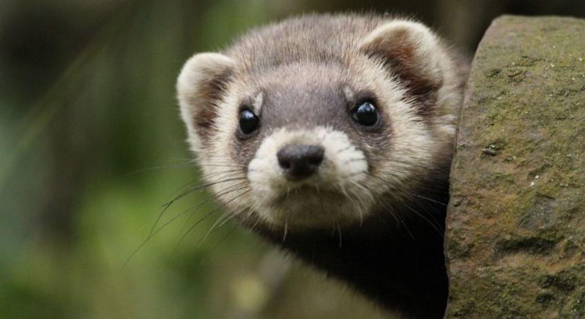 Láttál már molnárgörényt? Az álarcos ragadozó lett az év emlőse