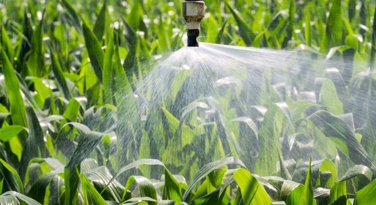 Kényszerből profit: a tótkomlósi öntözés tanulságai