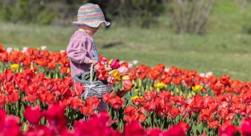 Készítsük az ollókat: ekkor nyit a Balaton legszebb tulipánosa (videó)