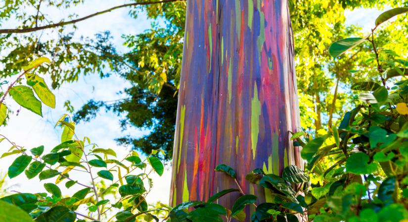 Pszichedelikus színekben pompázik – a természet egyik legkülönlegesebb fája