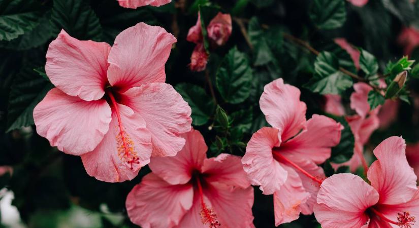 5 csodás szobanövény, ami nem szereti a mozgatást: így fejlődnek a legjobban