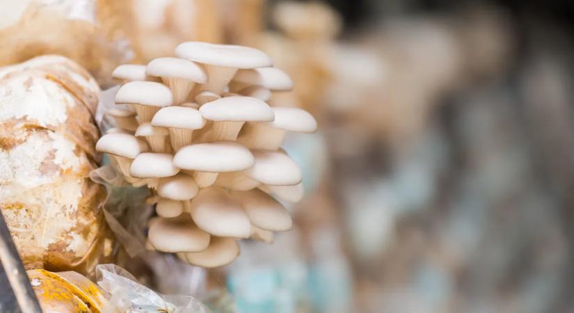 Pofonegyszerű spórolási tipp – így termessz laskagombát egyszerűen házilag