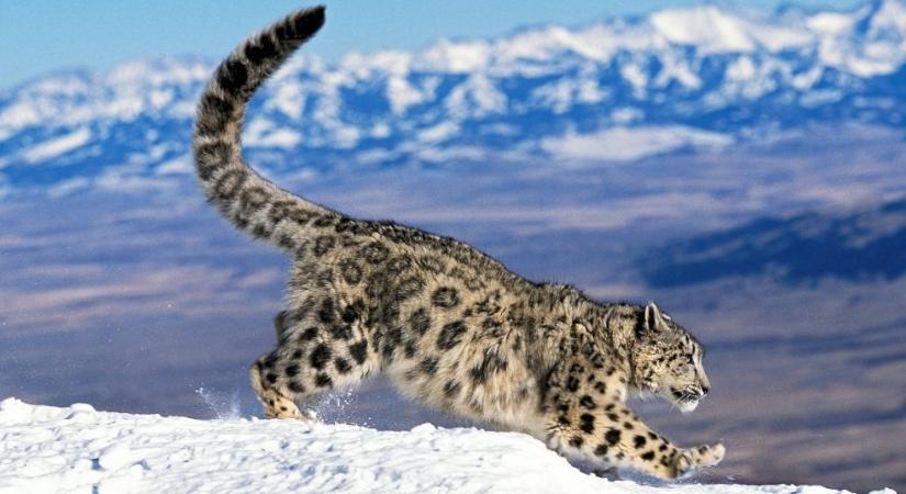 6 érdekesség a hópárducról: –40 C fokban egy speciális sállal védi magát