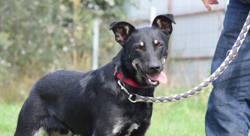 Kutyás hétvége Debrecenben: változik a menhelyi látogatás rendje