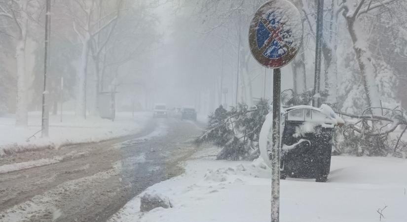 Kidőlt fa lóg az útra Szombathelyen