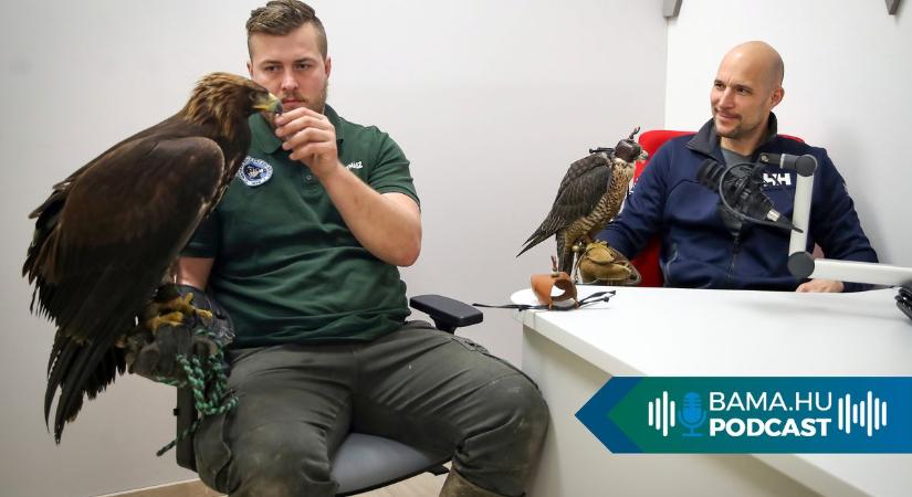 Történelmi pillanat a Dunántúli Naplóban: egy szirti sas és egy vándorsólyom látogatott meg bennünket