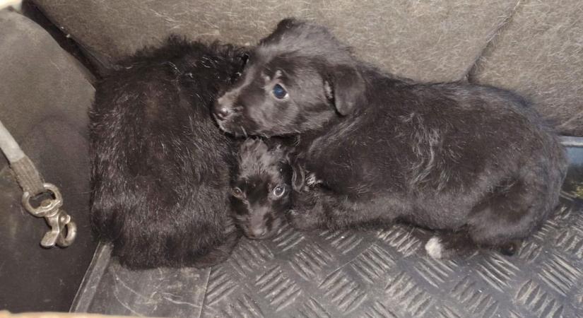 Tízmilliókat emészt fel a kaposvári kutyapokol – sokkoló valóság és szélmalomharc a cseri dűlőben