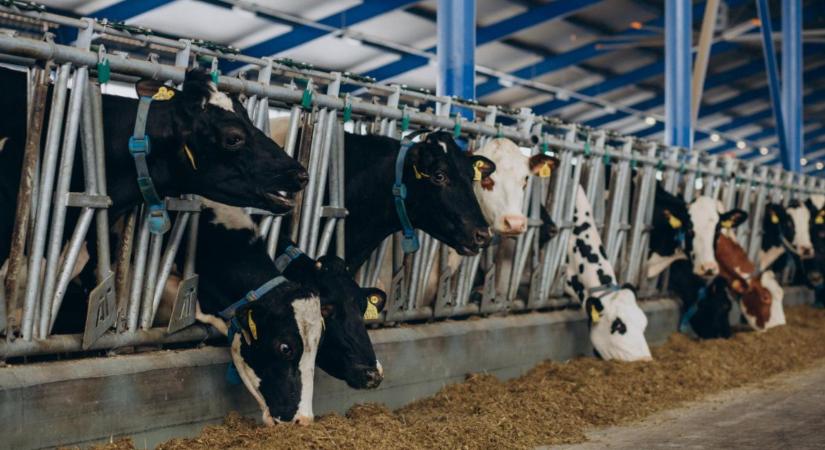 Tehéntartó vagy? Akkor ez a rendkívüli kormányzati bejelentés neked szól