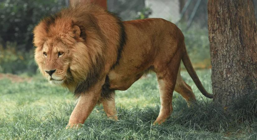 Történelmi áttörés: először a világon egy oroszlán DNS-e buktatta le az orvvadászokat