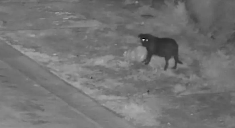 Kutyával vitette ki a szemetet – a kamera lebuktatta a szabályszegő állatot