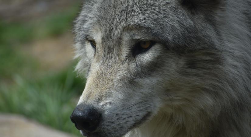 Új információk derültek ki a Magyarországon élő farkascsaládokról a hónak köszönhetően