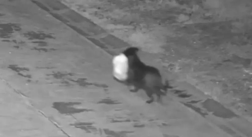 Beidomította kutyáját az illegális szemétlerakásra a furfangos szicíliai gazda, hogy elkerülje a bírságot