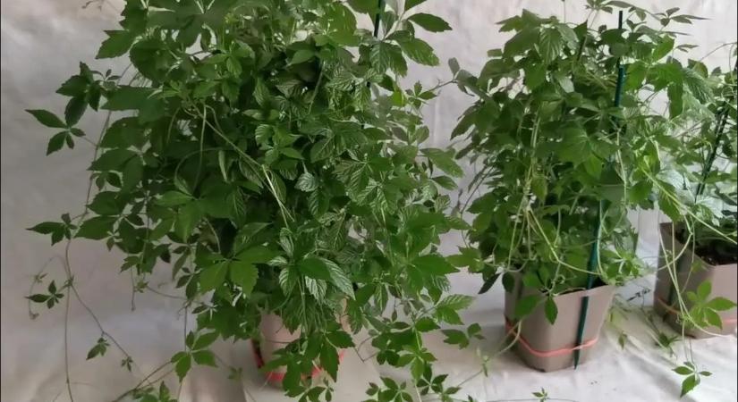 Ezt isszák a hegyekben, ahol az emberek kb 100 évig élnek: Ez a feltűnésmentes növény nyugalmat, energiát és immunitást biztosít