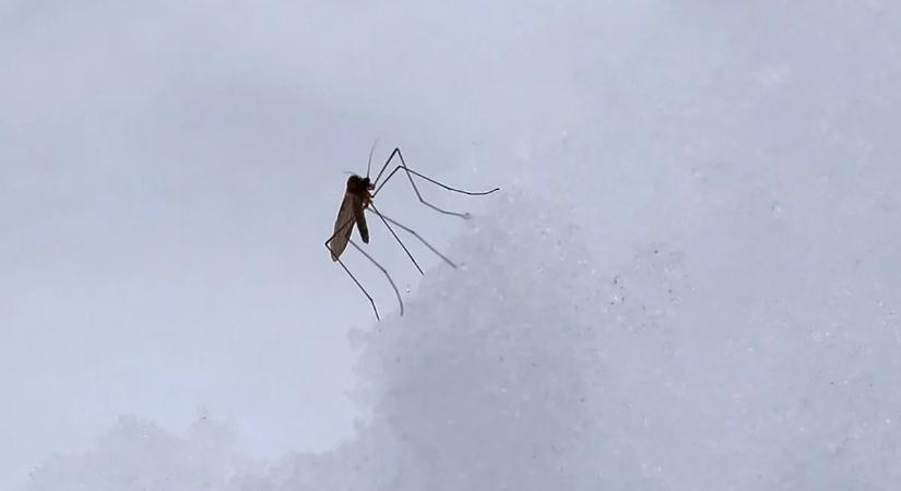 Szúnyogok az északi varázsban: Izland meglepő rovarvilága