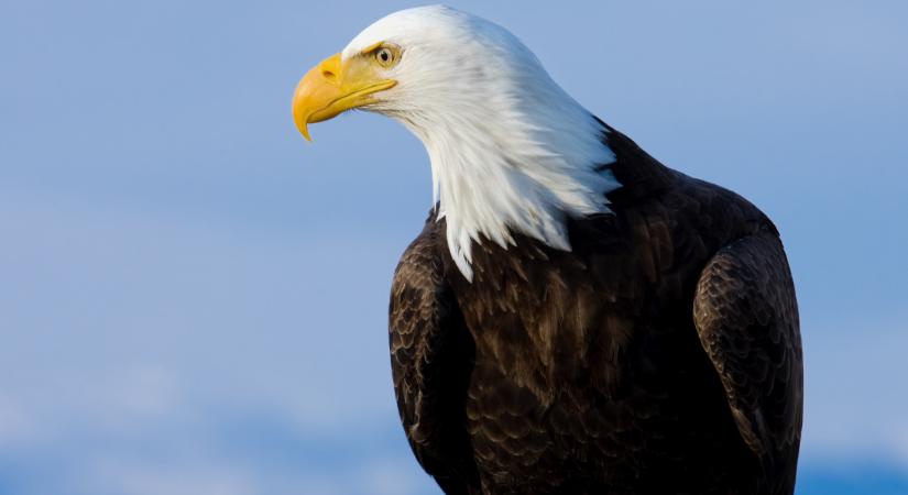 Nagyon belassult az amerikai növekedés