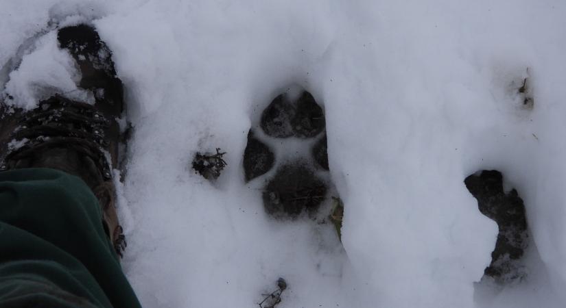 Láthatóvá tette az észak-magyarországi farkascsaládokat a hó