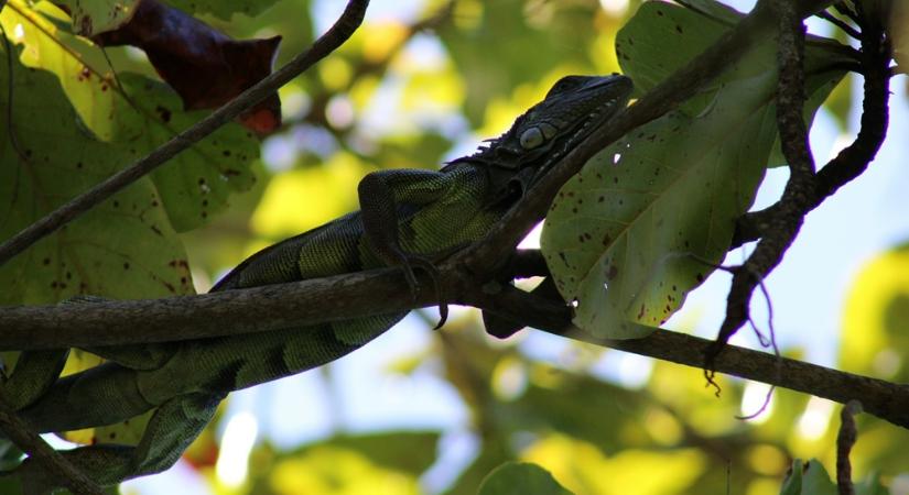 Fákból potyogó leguánok és több mint ötezer elaltatás – mi történt Floridában a rekordhideg idején?