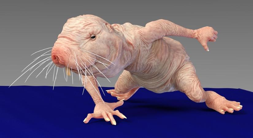 Négy vad szaporodási stratégia az állatvilágból – amikor a romantika egészen mást jelent