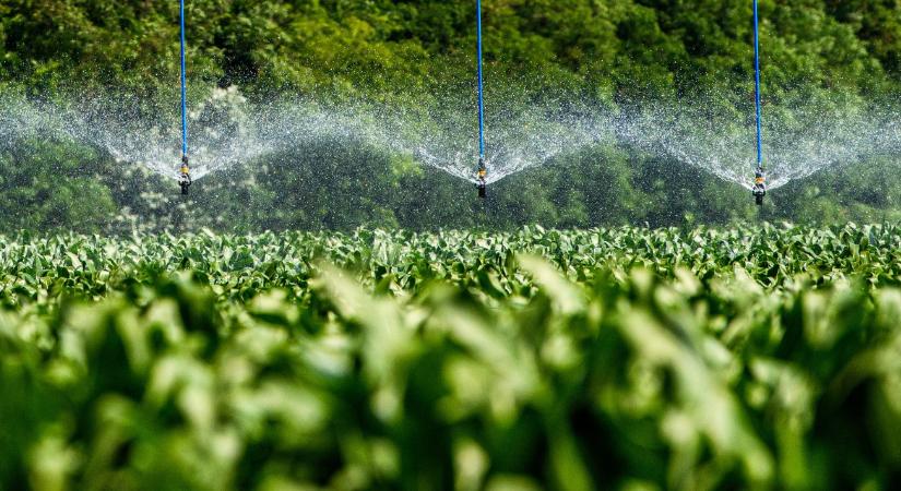 Cirok vagy kukorica? Meglepő választ adott a Talentis Agro szakembere