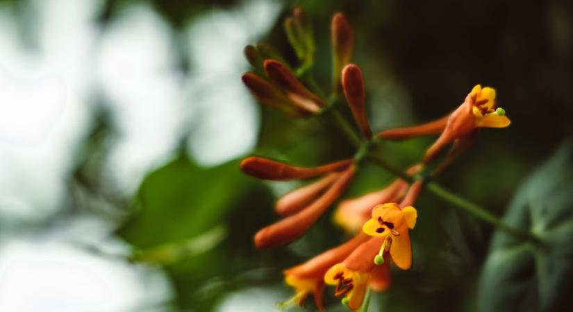 Így ritkíthatja ki a loncot, ha már átvette az uralmat a kertben