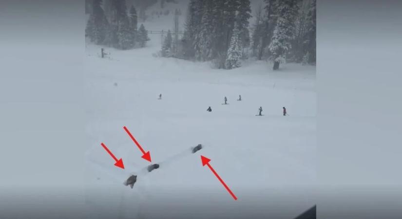 Ilyet még nem látott: síelő macik lepték el a pályát – videó