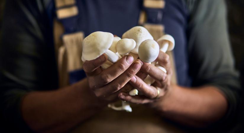 Elképesztő, miből készítettek élelmiszert a magyar kutatók: ez lehet a jövő?