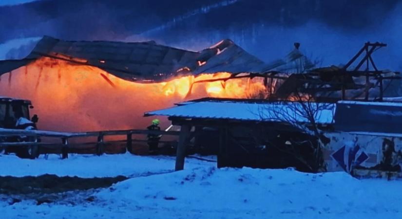 Lángra kapott a széna, két ló bennégett a pajtában (FOTÓK)