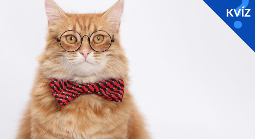 KVÍZ: Nem lesz könnyű! Ki tudod egészíteni a hiányzó közmondásokat?