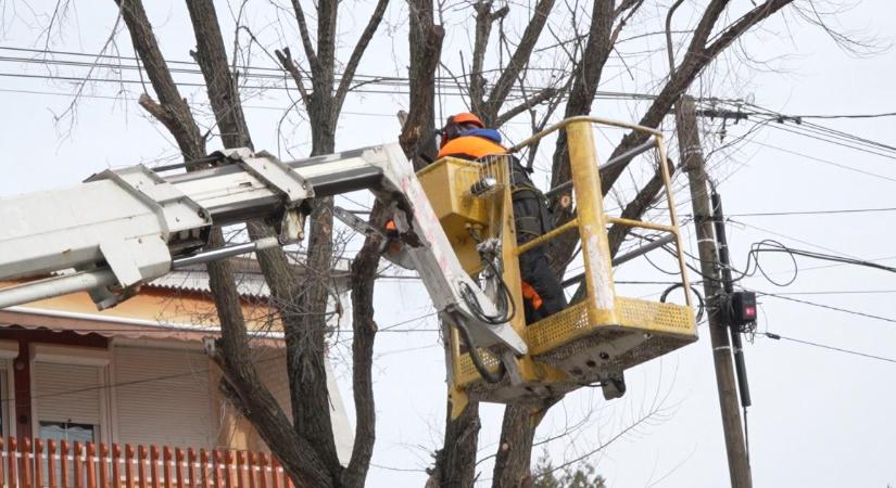 Március végéig több mint 1200 fa gondozását végzik el a szakemberek Debrecenben