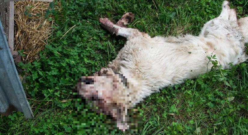 Bottal verte halálra kutyáját, felfüggesztett börtönt kapott