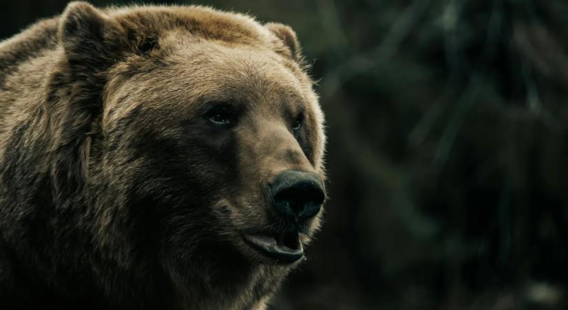 Döbbenetes felvétel! Nem csak a hó okoz nehézséget, medvecsalád bukkant fel